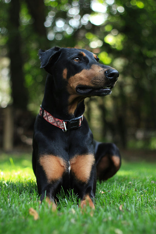 Why a Rechargeable Anti-Bark Collar is a Must-Have for Dog Owners